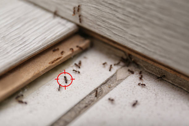 Best Wasp Removal Services  in Shullsburg, WI